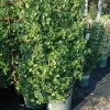 Manhattan Euonymus #3 - Image 2